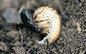 What do millipedes do when threatened? These Beetles Withstand Cyanide Blasts To Eat Millipedes