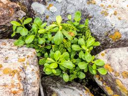 Image result for Pavetta revoluta