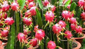 Untuk menanam buah naga di dalam pot , kamu perlu menyiapkan pot tanamannya terlebih dahulu dari berbagai bahan, bisa pot bahan semen, plastik, tanah liat dan sebagainya. Menanam Buah Naga Dalam Pot