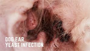 Image result for mold in the ear dog