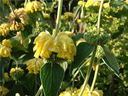 Image result for Phlomis fruticosa