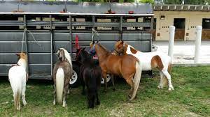 Maybe you would like to learn more about one of these? Ponies Petting Zoo Of Miami Pony Rides Petting Zoo