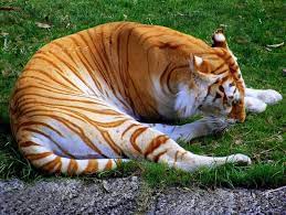 Golden tabby tigers are coloured like an ordinary domestic tabby cat but have the powerful claws and jaws of any other tiger. Golden Tabby Tigers I Spy Animals On Wordpress Com Golden Tabby Tiger Tiger Pictures Golden Tiger