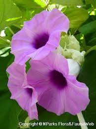 Image result for Argyreia nervosa