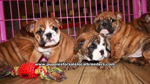 We did not find results for: Puppies For Sale Local Breeders Brindle English Bulldog Puppies For Sale Georgia Atlanta At Lawrenceville Puppies For Sale Local Breeders