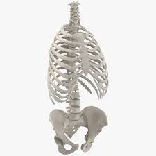Main anatomical elements of the rib cage. 3d Real Human Rib Cage Spine And Female Pelvis Bones Anatomy White 01