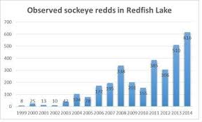 Endangered Species Success Idaho Salmon Regaining Fitness