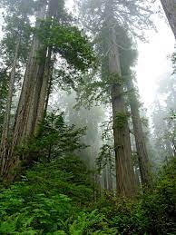 We did not find results for: Lady Bird Johnson Grove Trail Redwood National Park California