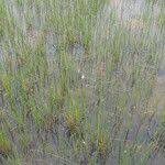 Image result for Eleocharis limosa