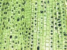 We did not find results for: Plant Cells Microscope Google Search Plant Cell Plant Cell Structure Plant Cell Picture