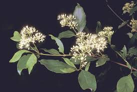 Image result for Vigna racemosa