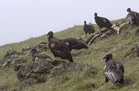 Endangered California Condors Let Them Eat Seals