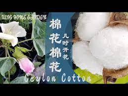 中文vlog 疗愈 休闲 有营养 慢步生活棉花 ceylon cotton 92mu马来西亚花园民宿の日常 vlog home garden youtube home and garden nice to meet garden