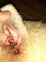 Fast & free shipping · guaranteed lowest prices Why Is There Brown Stuff In My Dog S Ear Pets Stack Exchange