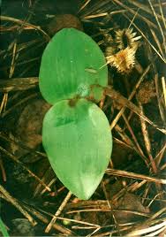 Image result for Habenaria macrura