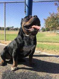 Black American Bully Xl Price Black Tri Bully Bully Dog American Bully Pitbull Dog