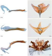 For the optimal experience, please use direct capture of objectives, or dco, is often referred to as pega's secret sauce for project success. Taxonomic Revision Of The Spilomelinae Lepidoptera Pyralidae S L Of The Galapagos Islands Ecuador