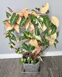 Image result for Fallopia