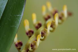 Image result for Bulbophyllum falcatum