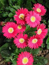 Gerber Perennial Plants Growing Flowers Plants