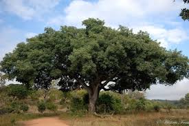 Image result for Sclerocarya birrea