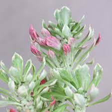 Image result for Monadenium