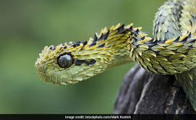Click here to play classic snake game online. World Snake Day 2020 A Look At 5 Really Strange Snakes