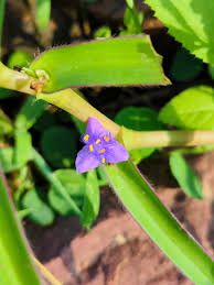 Image result for Cyanotis axillaris