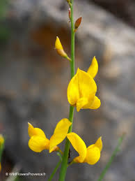 Image result for Spartium