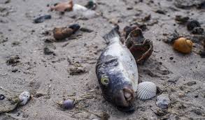La Pesca y el cambio climático