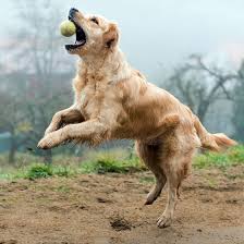 Image result for zlatý retrívr