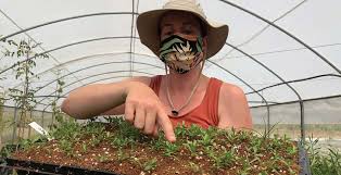 Image result for Orthochilus adenoglossus