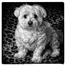 Black And White Maltese Free Shipping Maltese Dog Black And White By Artcfartcstudios 20 00 Maltese Dogs Dogs Maltese