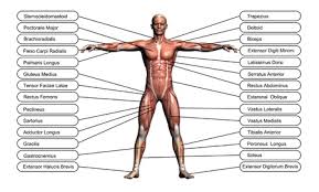 They form the muscle system. Muscle Anatomy Stock Photos And Images 123rf