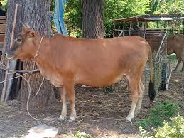 Program ini untuk melanjutkan pelajaran di dalam dan luar negara. Kambing Besut Ibu Lembu Utk Dijual Harga Rm3500 Sekor Facebook