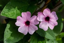 Image result for Thunbergia alata