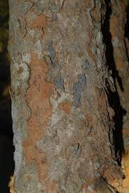 Image result for Hymenocardia