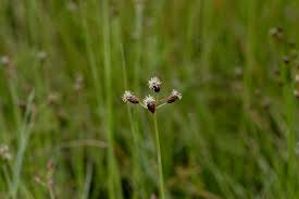 Image result for Fimbristylis aphylla