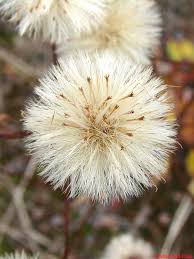 Image result for Erigeron