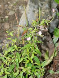 Image result for Epilobium stereophyllum
