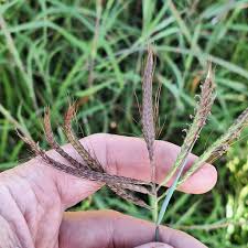 Image result for Dichanthium