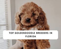 A goldendoodle puppy for sale is unlike other puppies in more ways than just one. Top 5 Goldendoodle Breeders In Florida 2021 We Love Doodles