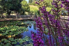 / 9 abende unterm sternenhimmel mit 25. Ausflugstipp Botanischer Garten Und Schonwasserpark In Krefeld Dusseldorf