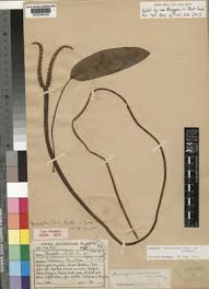 Image result for Aponogeton desertorum