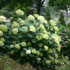 We did not find results for: Buy Sevenbark Hydrangea Arborescens Lime Rickey Smnhalr Pbr 24 99 Delivery By Crocus