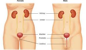 Blood in urine with urinary tract infections additional testing blood in the urine, also called hematuria, is common. Hematuria Blood In The Urine Weill Cornell Medicine Department Of Urology New York