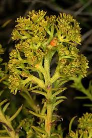 Image result for Thesium vahrmeijeri