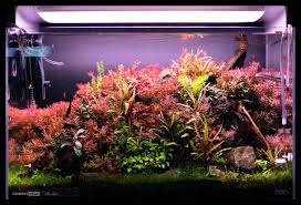 Ei Dosing Method For Planted Aquarium Comprehensive Guide Planted Aquarium Aquarium Plants