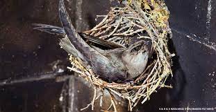 Chimney caps and screens deny the birds a way into the chimney. Safe Harbor For Chimney Swifts