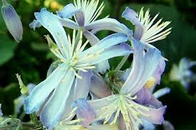 Its vining stems will happily scramble up trellises, over arbors and through other plants, creating a tapestry of beautiful color. Perennial Clematis Praecox Order Online